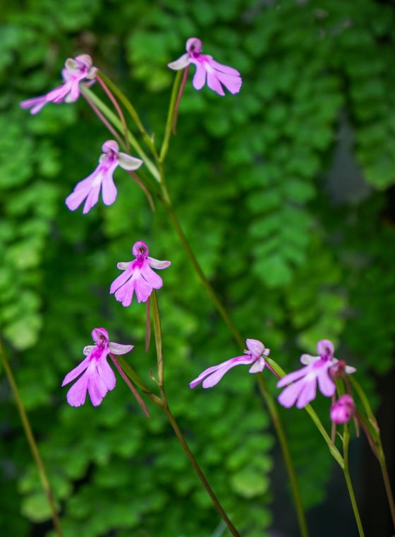 The Cynorkis orchid with small pink flowers set in front of green foliage.